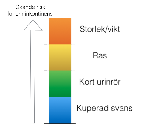 INLEDNING Med urininkontinens menas en ofrivillig förlust av urin genom urinröret under påfyllnad av urinblåsan (Reichler & Hubler, 2014).