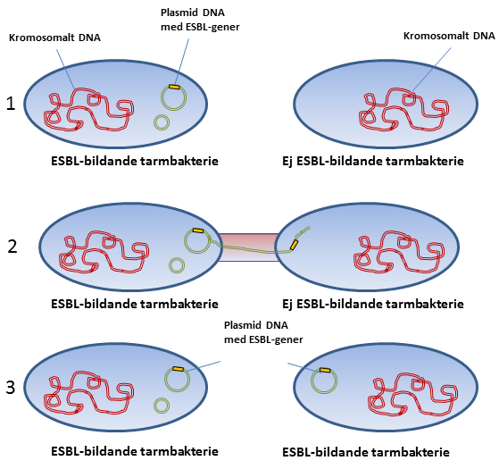 Överföring av plasmid (med gen för antibiotikaresistens) mellan två bakterier ESBL, extended spectrum