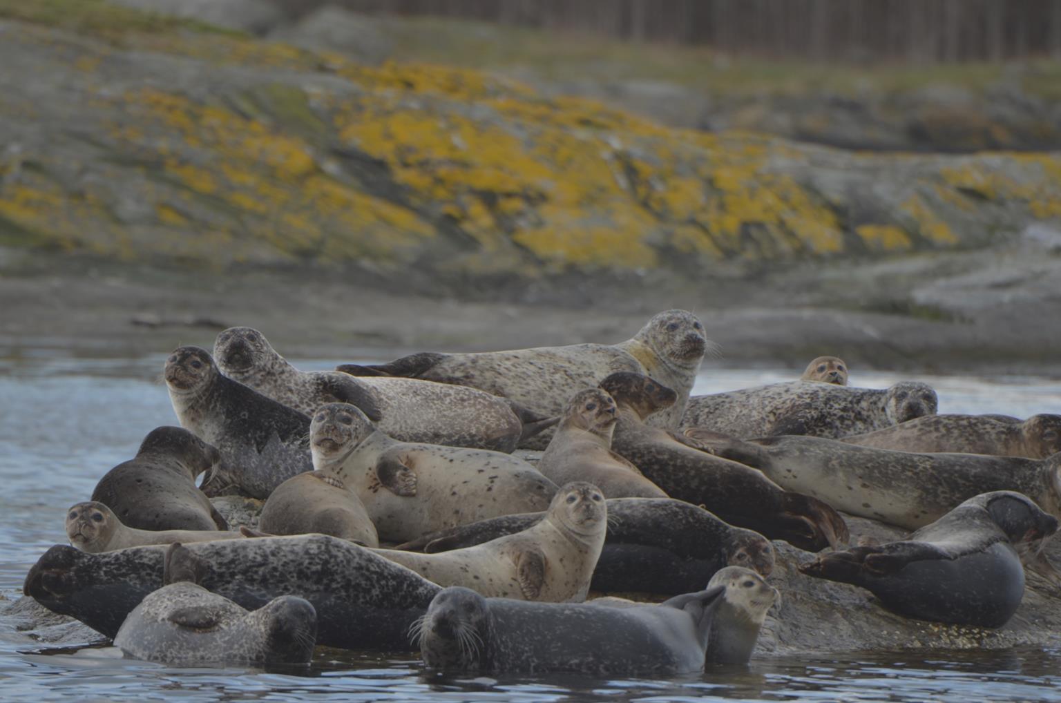 Knubbsäl i Bohuslän