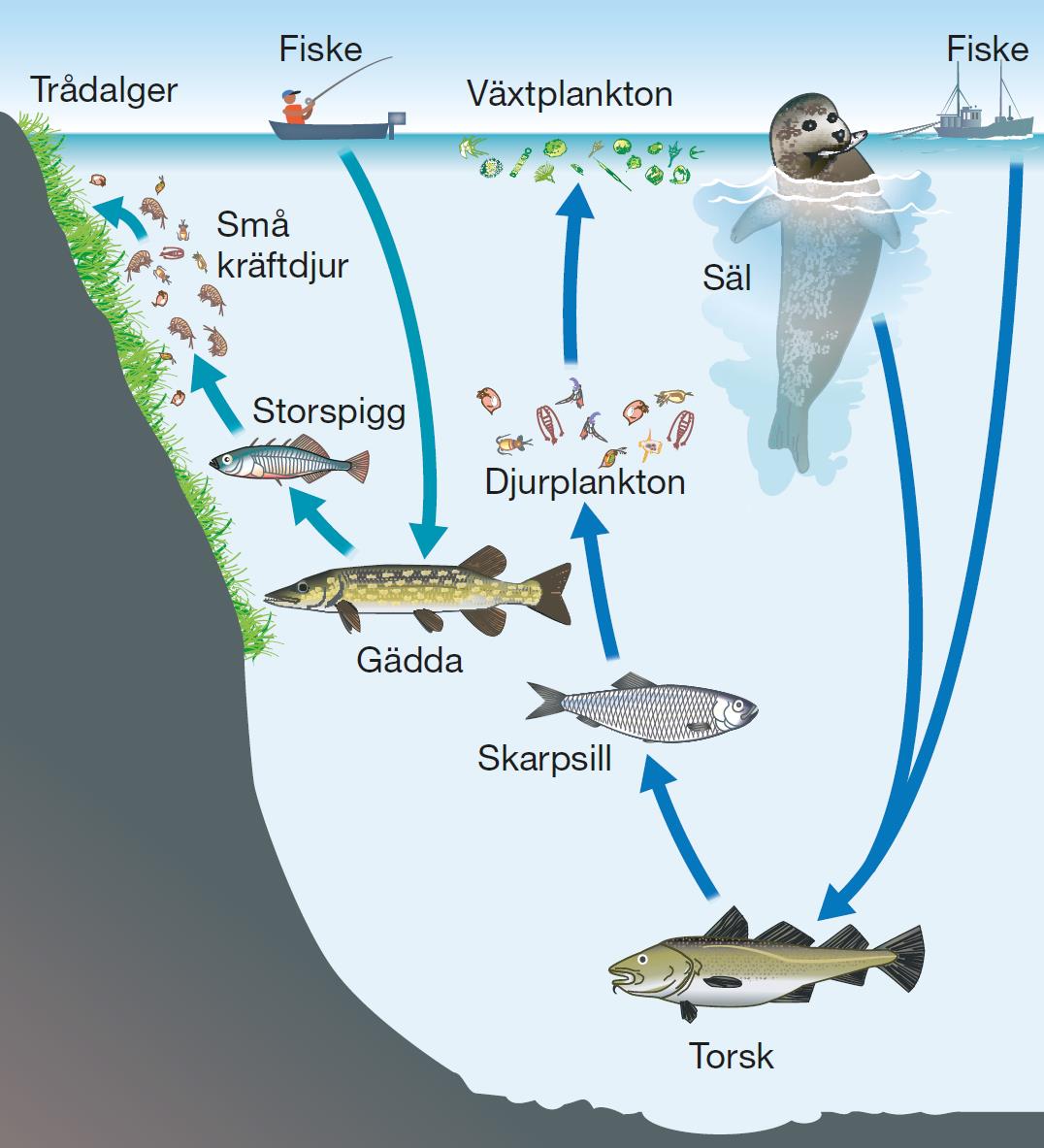 Fiskpredatorer Maria Ovegård - Skarvbeståndet -