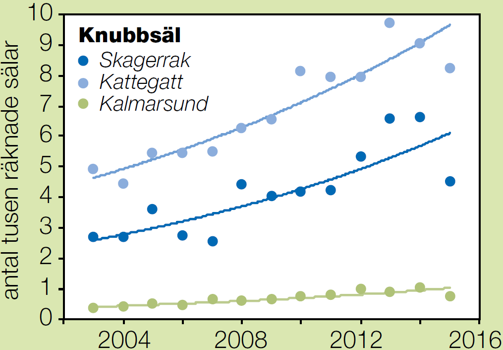Uppskattad populationsstorlek Knubbsäl - antal Räknat antal Ca 60% av totala antalet Havet 2015/2016 30 000 25 000 20 000 15 000 10 000 5 000