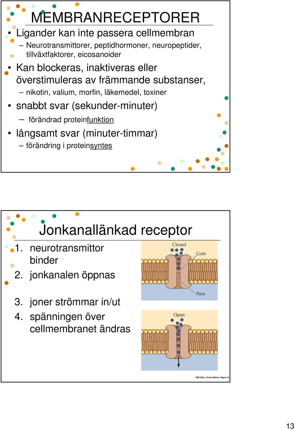 toxiner snabbt svar (sekunder-minuter) förändrad proteinfunktion långsamt svar (minuter-timmar) förändring i proteinsyntes