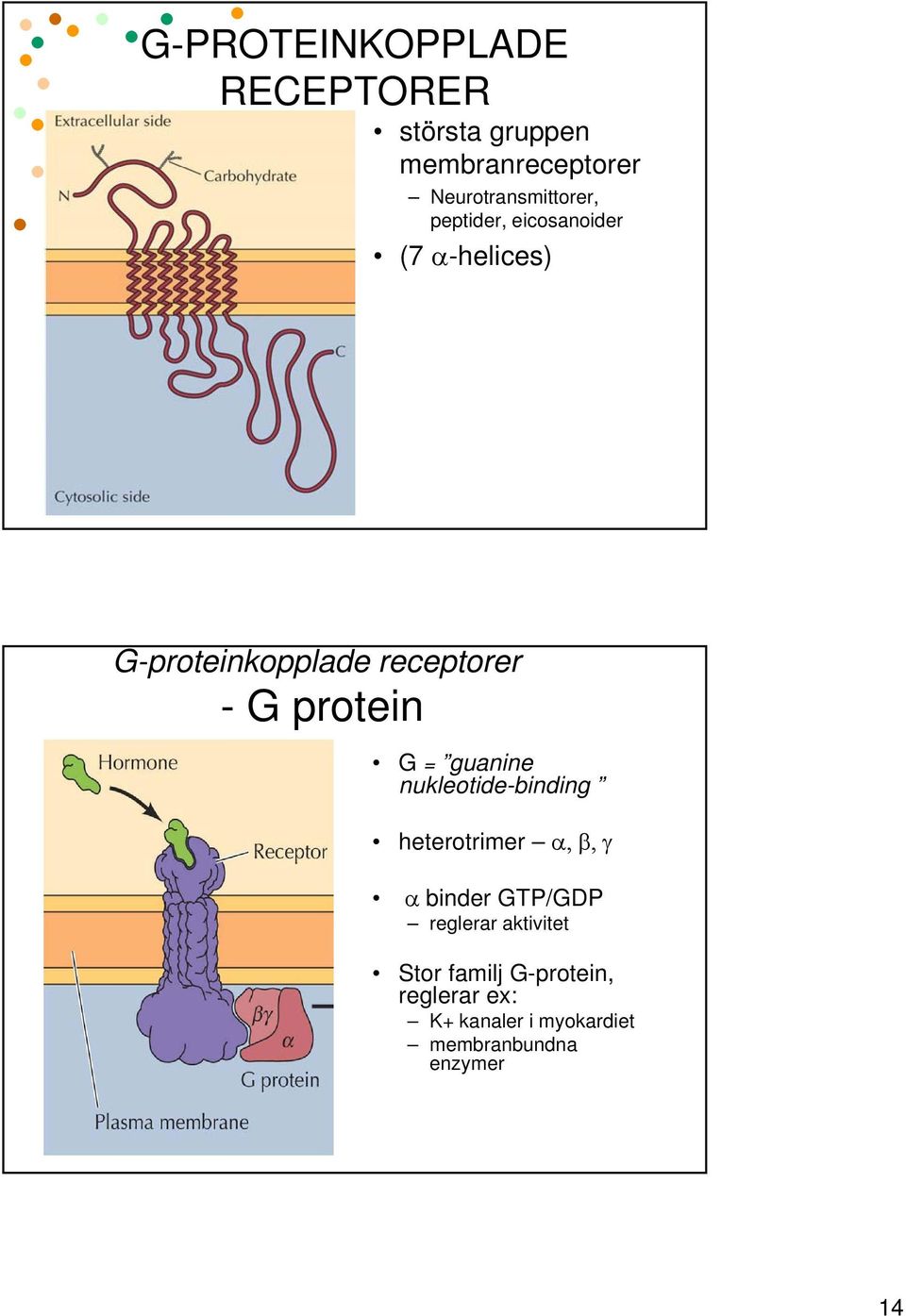 guanine nukleotide-binding heterotrimer α, β, γ α binder GTP/GDP reglerar aktivitet