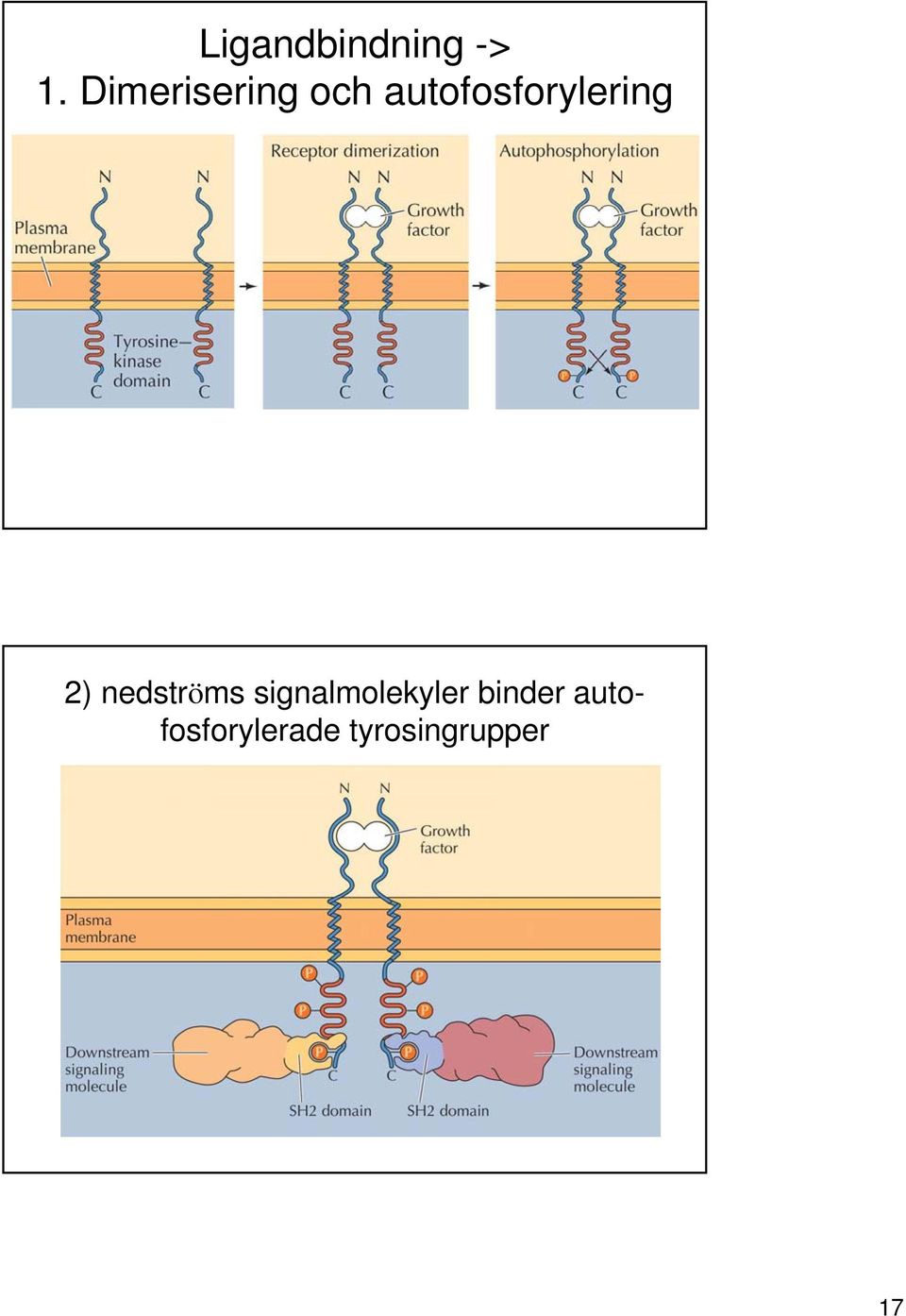 autofosforylering 2) nedströms