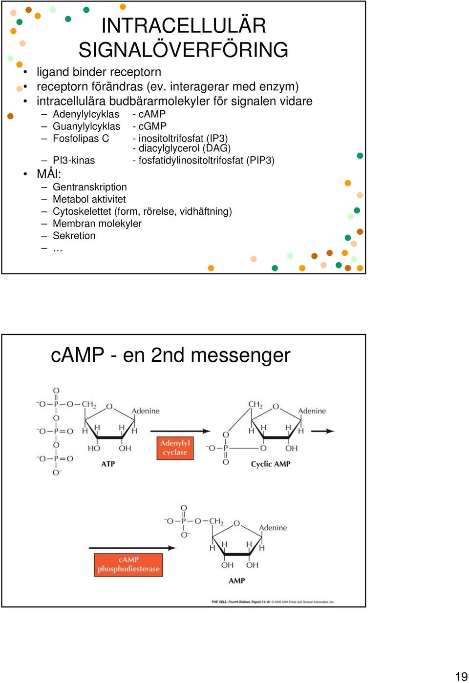 Guanylylcyklas - cgmp Fosfolipas C - inositoltrifosfat (IP3) - diacylglycerol (DAG) PI3-kinas -