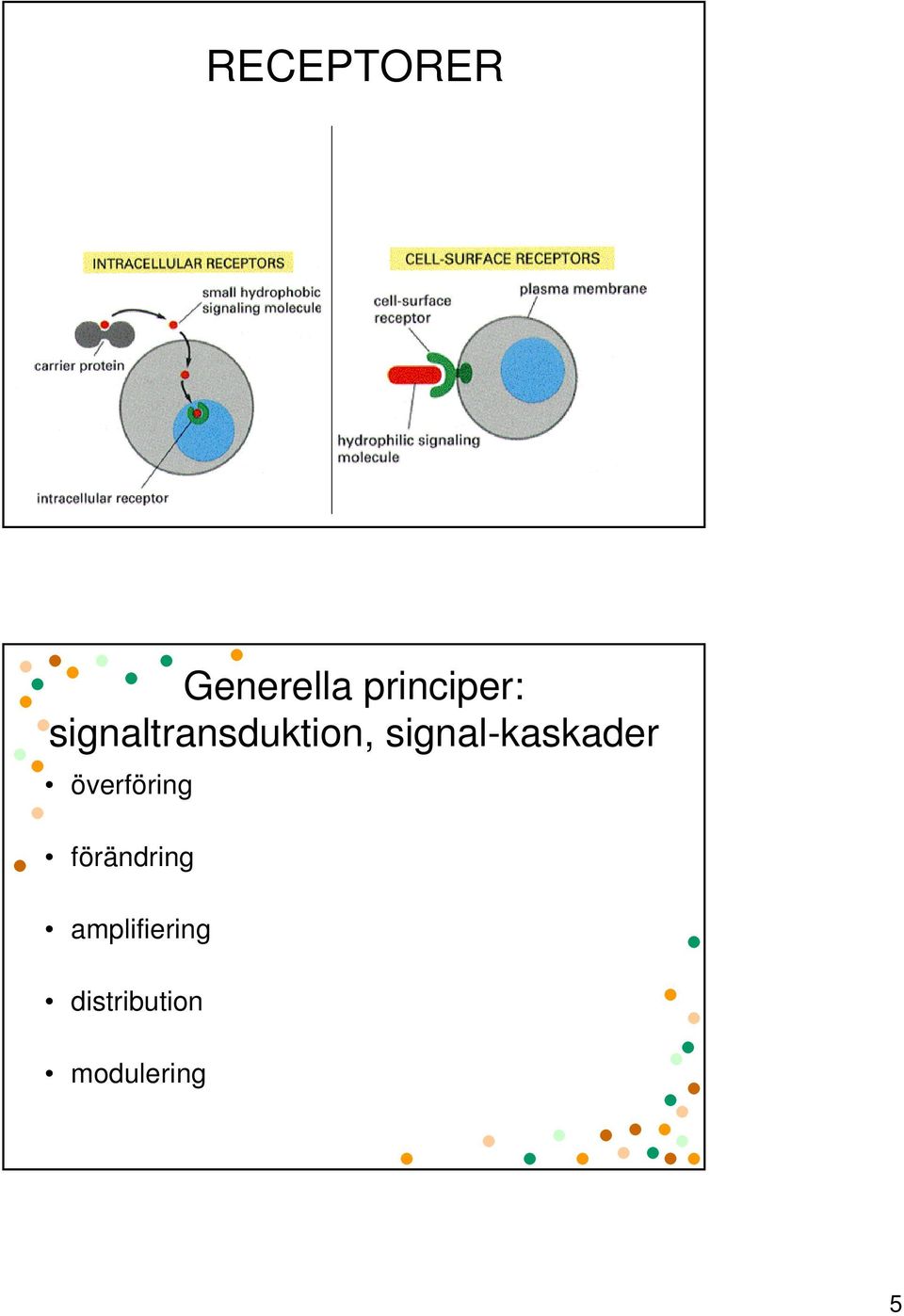 signal-kaskader överföring