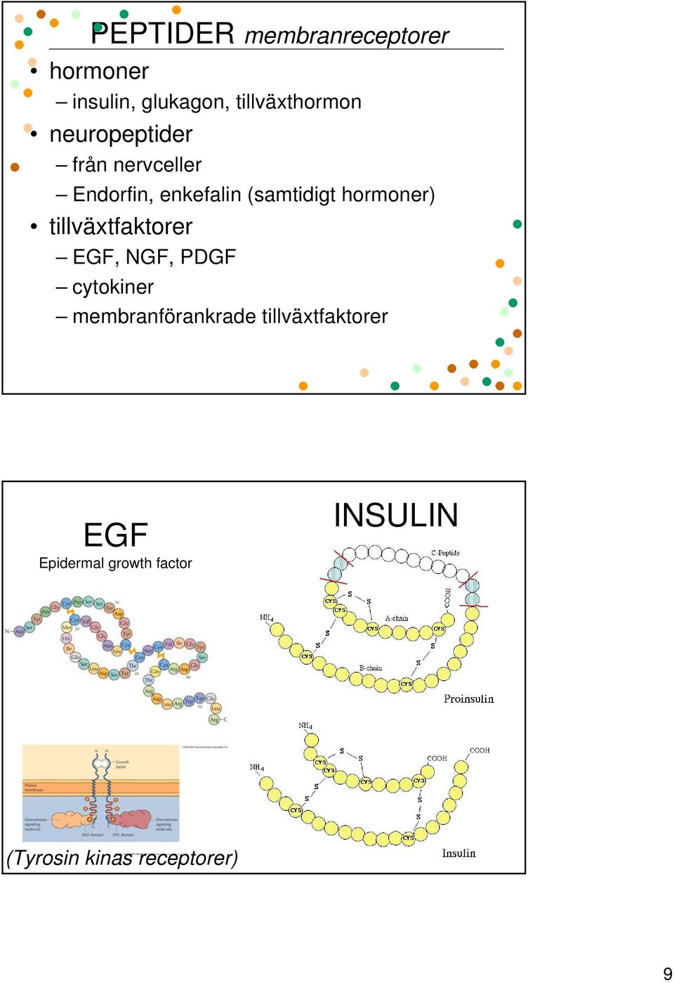 tillväxtfaktorer EGF, NGF, PDGF cytokiner membranförankrade