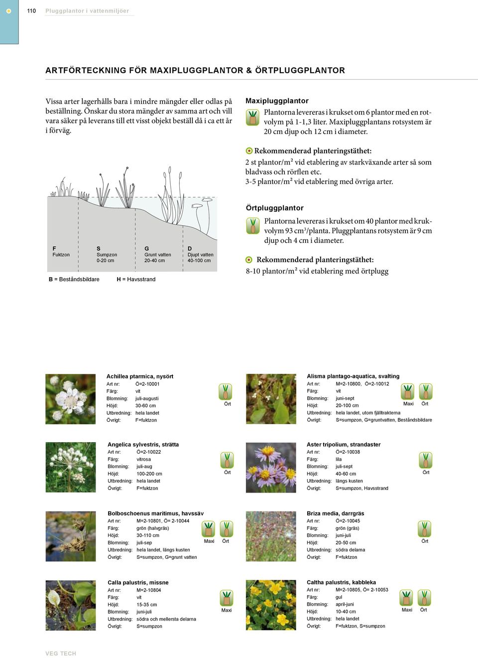 pluggplantor Plantorna levereras i krukset om 6 plantor med en rotvolym på 1-1,3 liter. pluggplantans rotsystem är 20 cm djup och 12 cm i diameter.