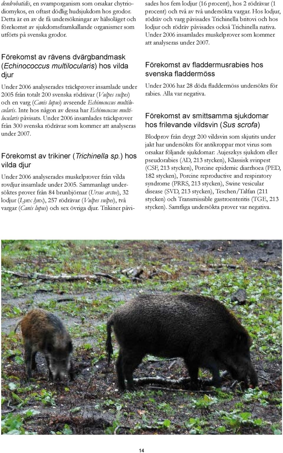 Förekomst av rävens dvärgbandmask (Echinococcus multilocularis) hos vilda djur Under 2006 analyserades träckprover insamlade under 2005 från totalt 200 svenska rödrävar (Vulpes vulpes) och en varg