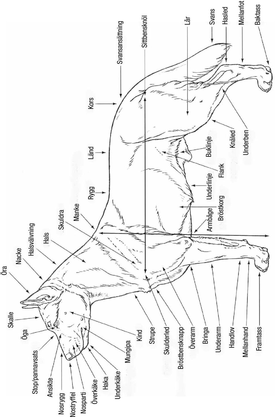 Skalle Öra Nacke Halsvälvning Hals Skuldra Manke Rygg Länd Kors Armbåge Underlinje Buklinje