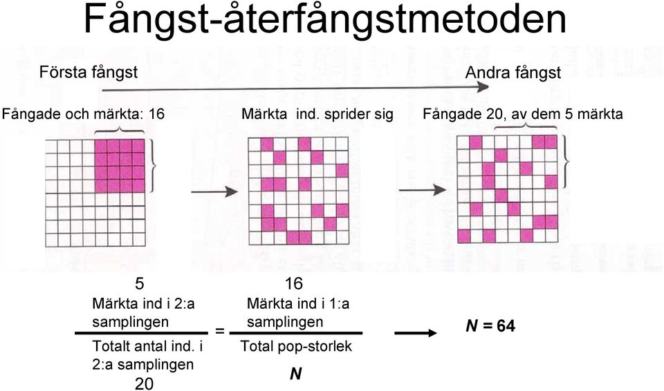 sprider sig Fångade 20, av dem 5 märkta 5 Märkta ind i 2:a