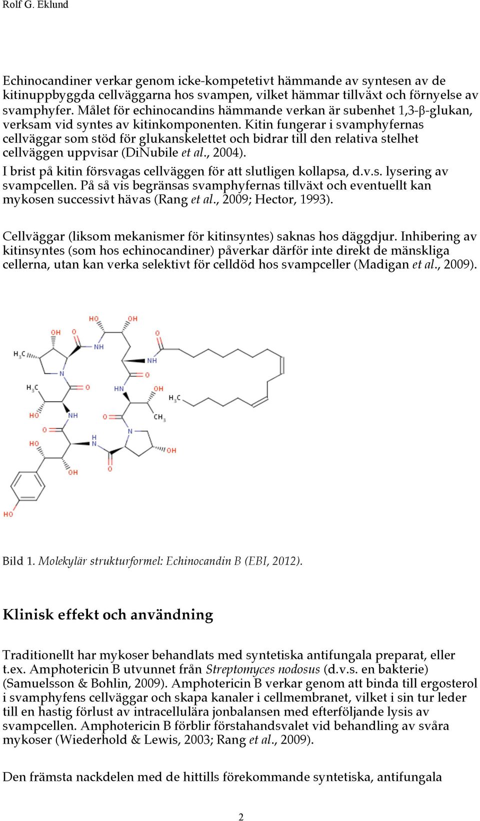 Kitin fungerar i svamphyfernas cellväggar som stöd för glukanskelettet och bidrar till den relativa stelhet cellväggen uppvisar (DiNubile et al., 2004).