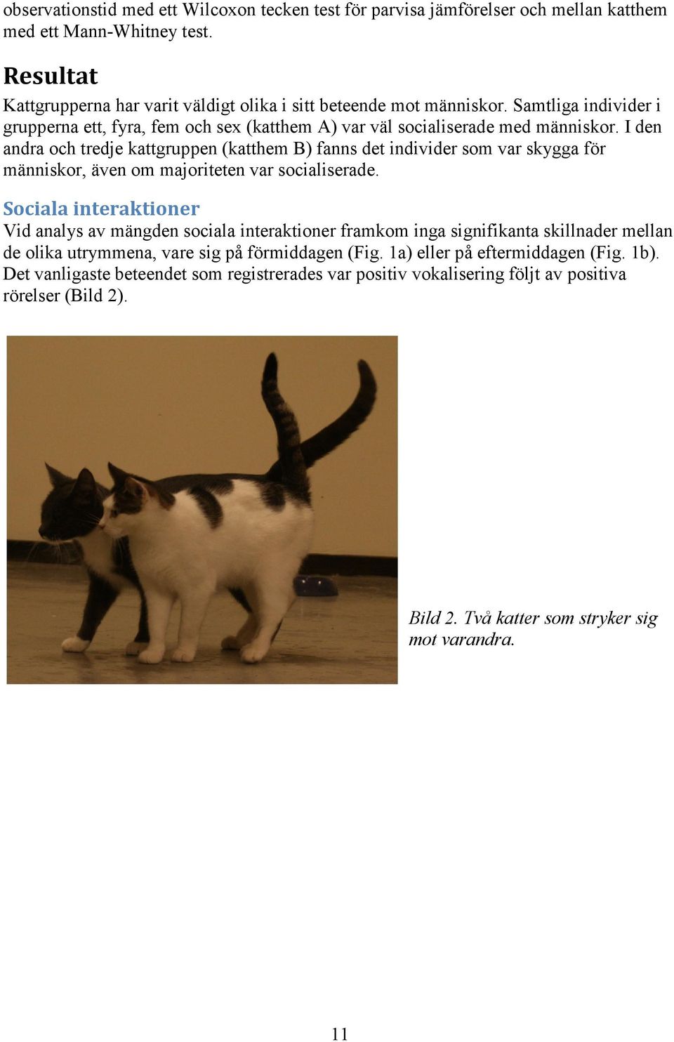 I den andra och tredje kattgruppen (katthem B) fanns det individer som var skygga för människor, även om majoriteten var socialiserade.