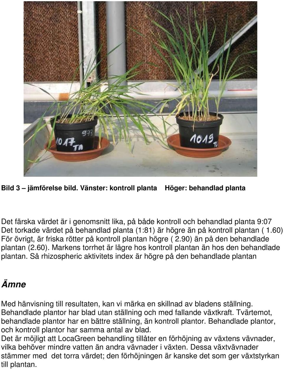 kontroll plantan ( 1.60) För övrigt, är friska rötter på kontroll plantan högre ( 2.90) än på den behandlade plantan (2.60). Markens torrhet är lägre hos kontroll plantan än hos den behandlade plantan.