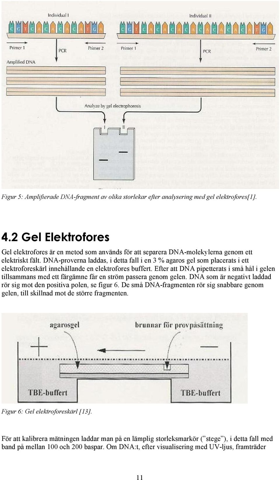 DNA-proverna laddas, i detta fall i en 3 % agaros gel som placerats i ett elektroforeskärl innehållande en elektrofores buffert.