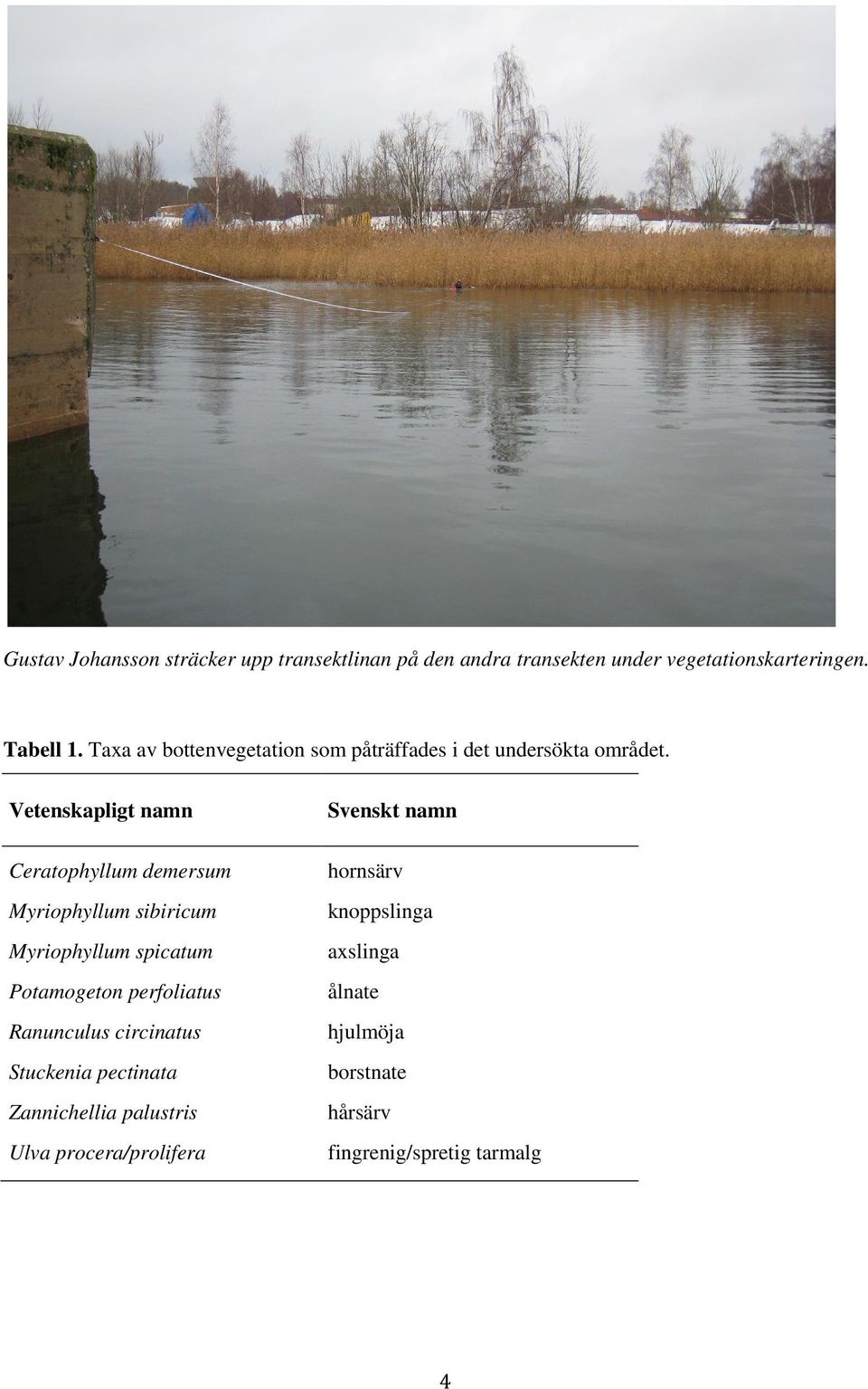 Vetenskapligt namn Svenskt namn Ceratophyllum demersum hornsärv Myriophyllum sibiricum knoppslinga Myriophyllum