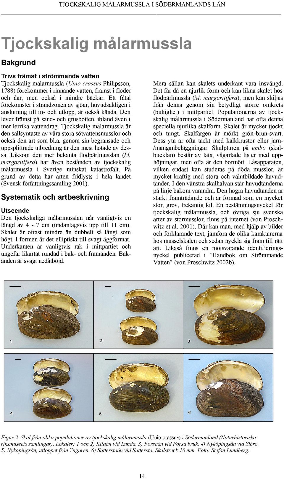 Tjockskalig målarmussla är den sällsyntaste av våra stora sötvattensmusslor och också den art som bl.a. genom sin begränsade och uppsplittrade utbredning är den mest hotade av dessa.