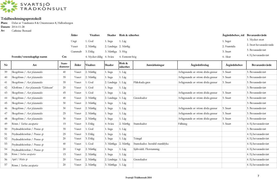 Svåra 4. Extremt hög 4. Akut Art Stamdiameter Ålder Vitalitet Skador Risk & säkerhet Anmärkningar Åtgärdsförslag Åtgärdsbehov Bevarandevärde 39 Skogslönn / Acer platanoides 40 Vuxet 2. Måttlig 1.