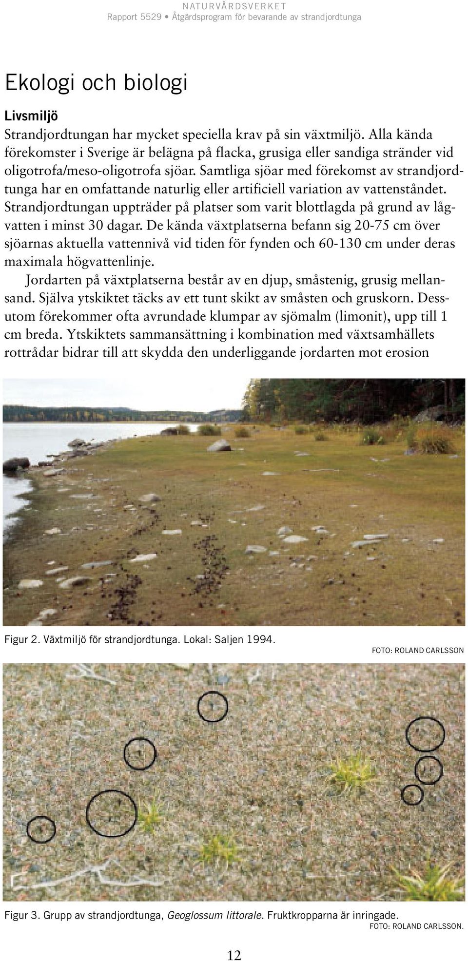 Samtliga sjöar med förekomst av strandjordtunga har en omfattande naturlig eller artificiell variation av vattenståndet.