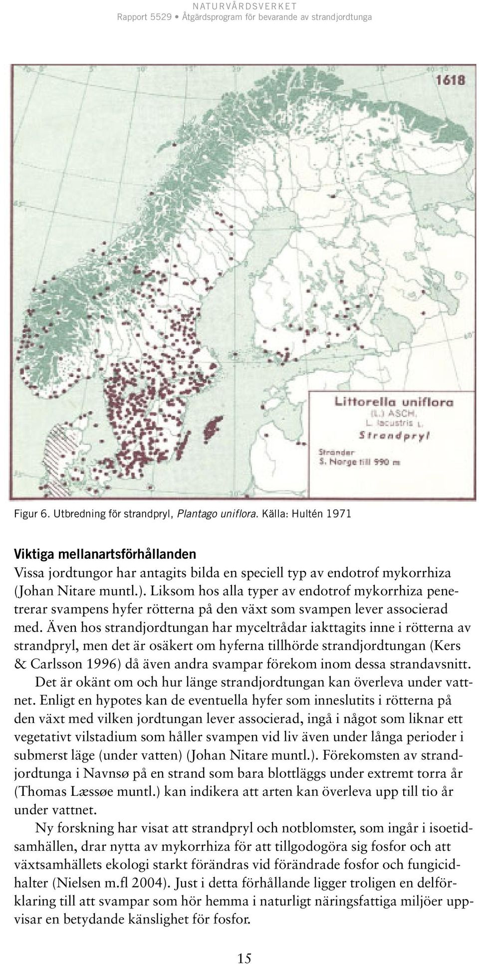 Även hos strandjordtungan har myceltrådar iakttagits inne i rötterna av strandpryl, men det är osäkert om hyferna tillhörde strandjordtungan (Kers & Carlsson 1996) då även andra svampar förekom inom