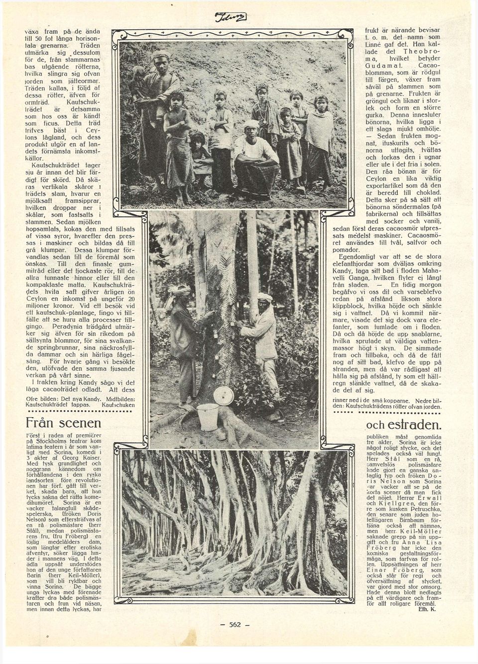 Dett träd trifves bäst i Ceylons låglnd, och dess produkt utgör en f lndets förnämst inkomstkällor. Kutschukträdet tger sju år innn det blir färdigt för skörd.
