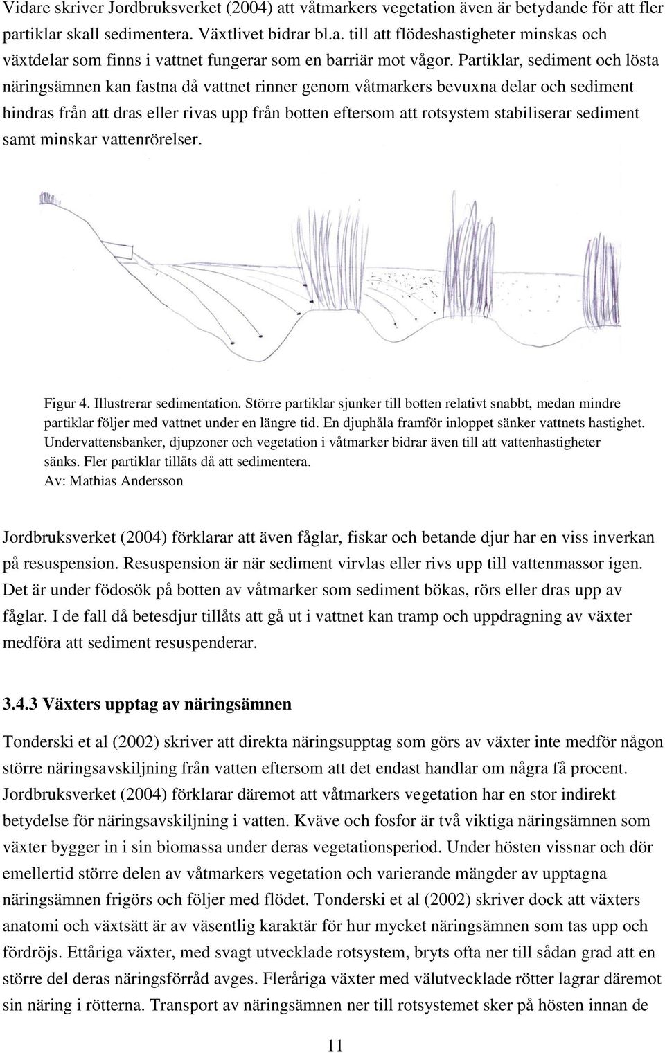 stabiliserar sediment samt minskar vattenrörelser. Figur 4. Illustrerar sedimentation.