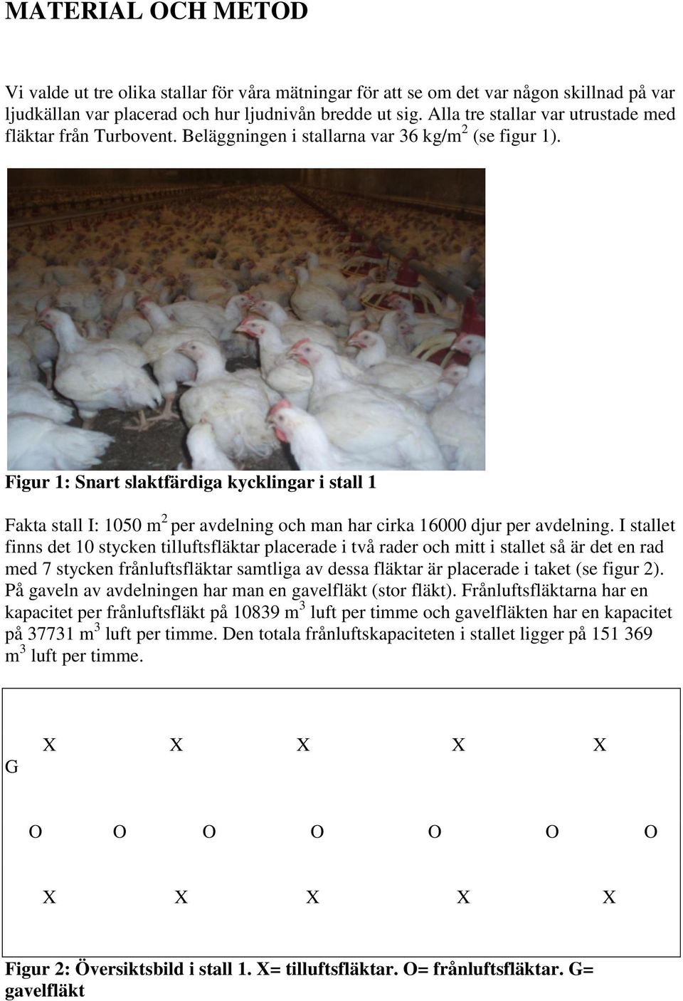 Figur 1: Snart slaktfärdiga kycklingar i stall 1 Fakta stall I: 1050 m 2 per avdelning och man har cirka 16000 djur per avdelning.