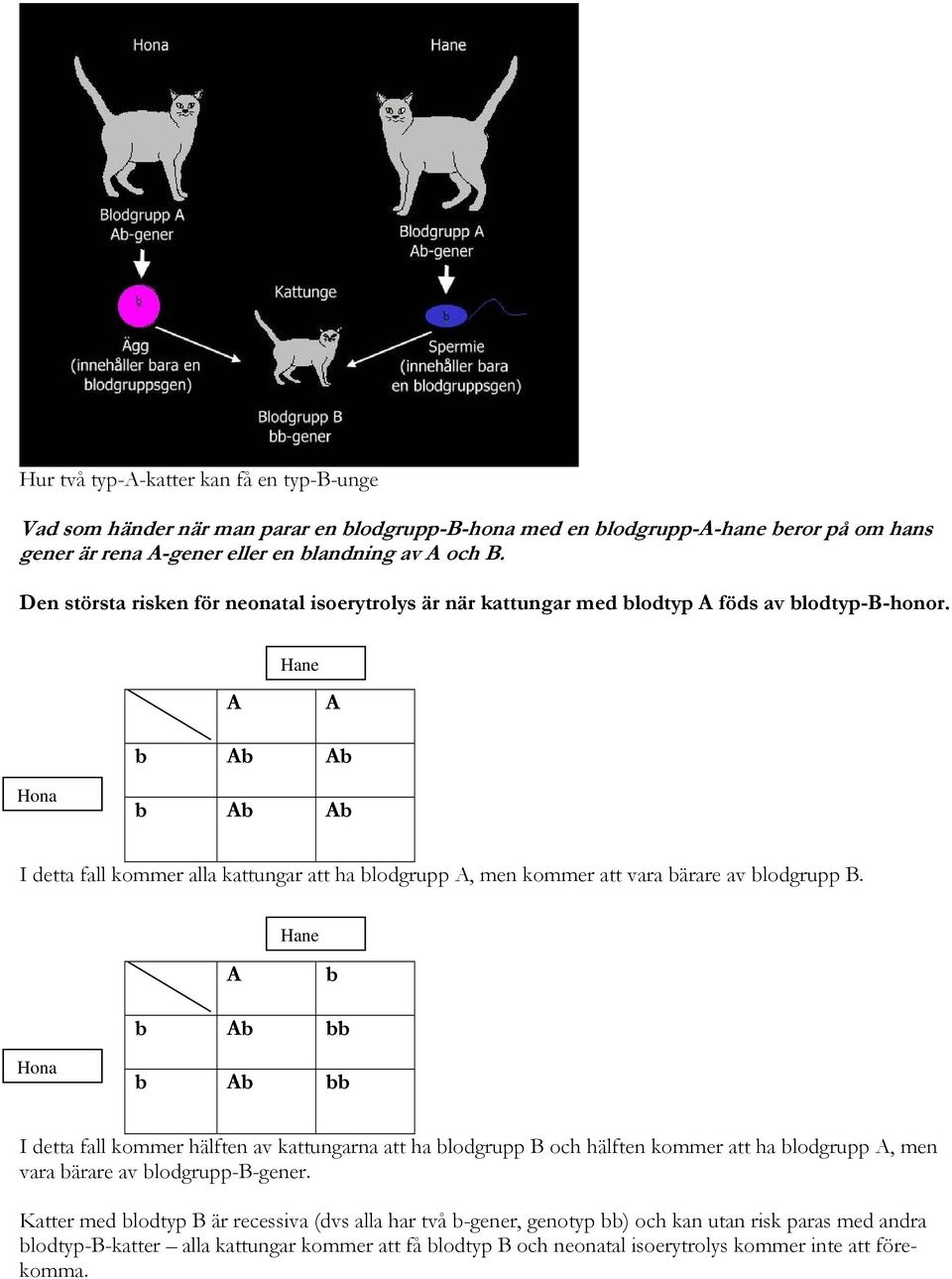 I detta fall kommer alla kattungar att ha lodgrupp, men kommer att vara ärare av lodgrupp B.