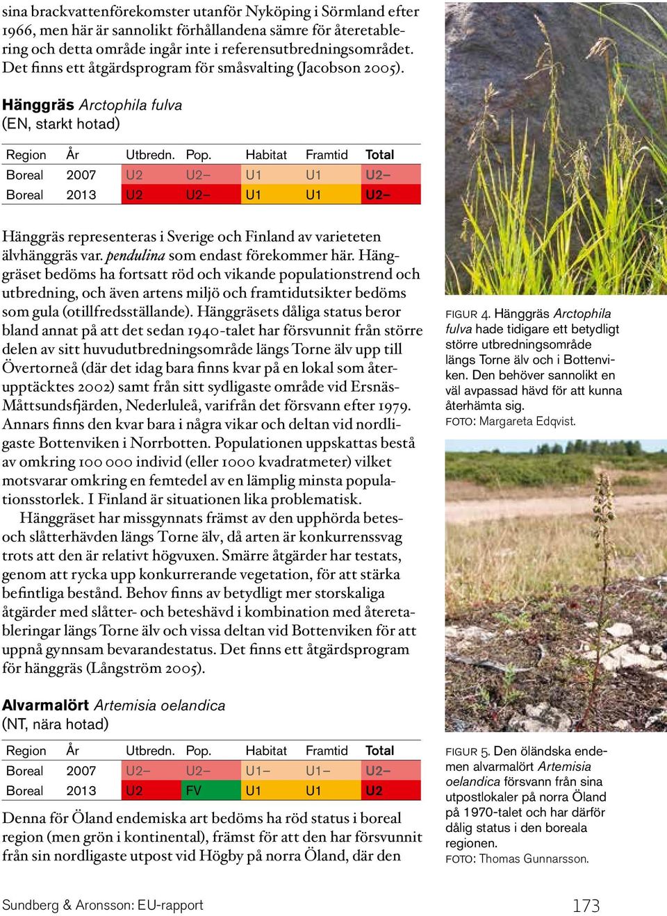 Hänggräs Arctophila fulva (EN, starkt hotad) Boreal 2007 U2 U2 U1 U1 U2 Boreal 2013 U2 U2 U1 U1 U2 Hänggräs representeras i Sverige och Finland av varieteten älvhänggräs var.