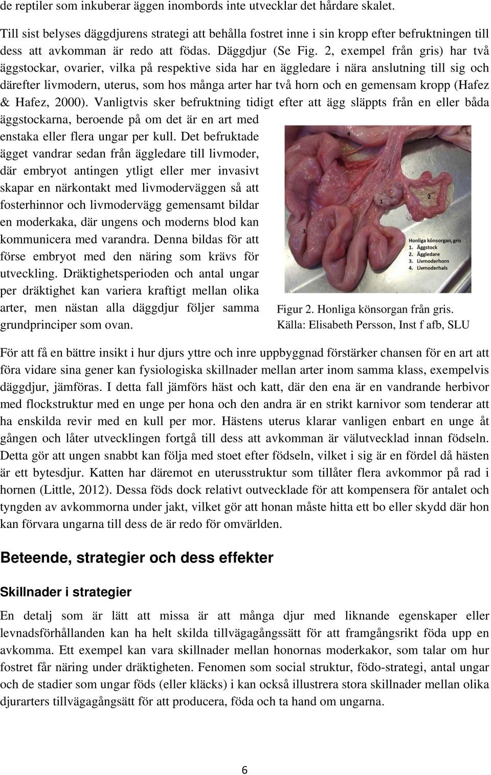 2, exempel från gris) har två äggstockar, ovarier, vilka på respektive sida har en äggledare i nära anslutning till sig och därefter livmodern, uterus, som hos många arter har två horn och en