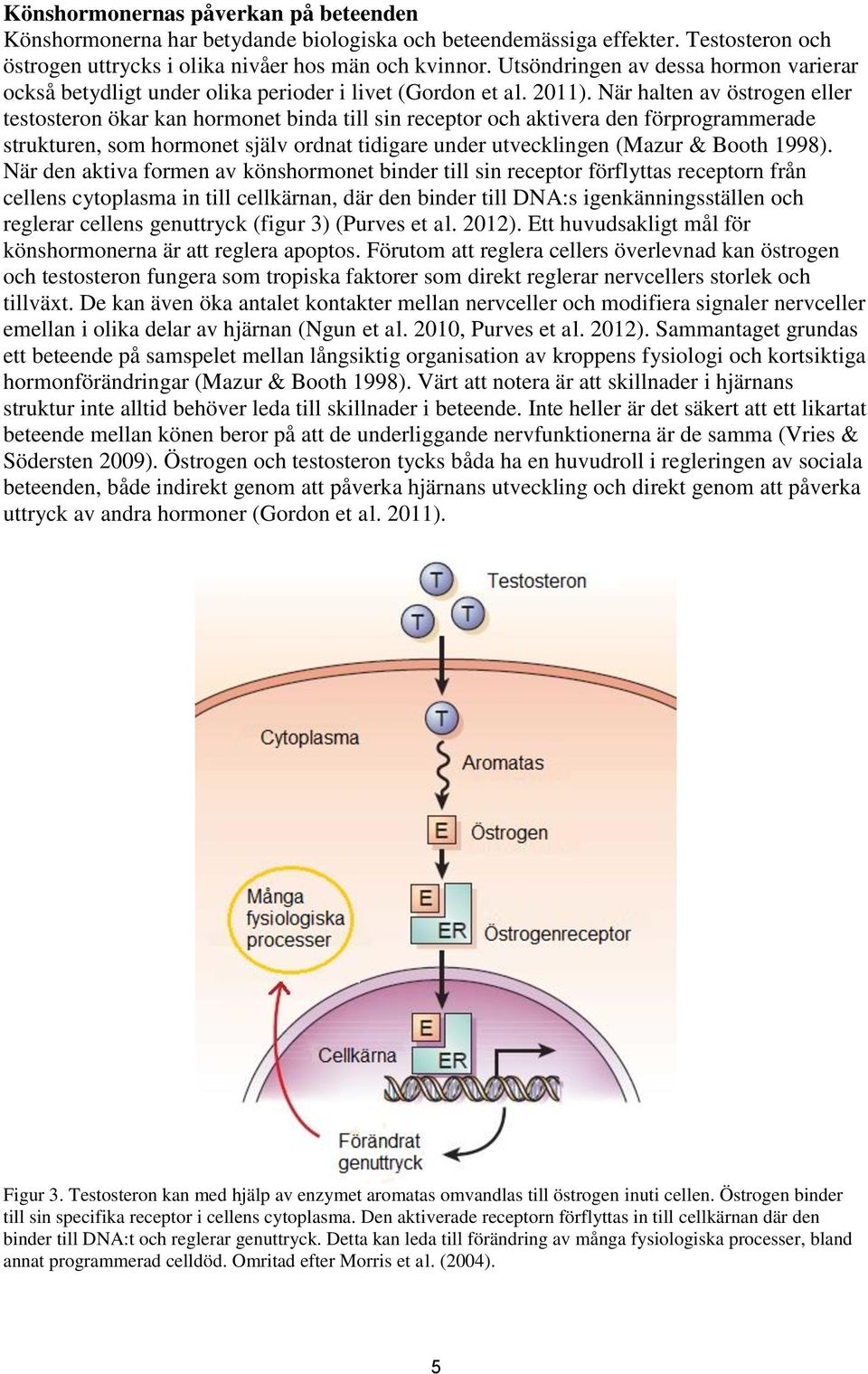 När halten av östrogen eller testosteron ökar kan hormonet binda till sin receptor och aktivera den förprogrammerade strukturen, som hormonet själv ordnat tidigare under utvecklingen (Mazur & Booth