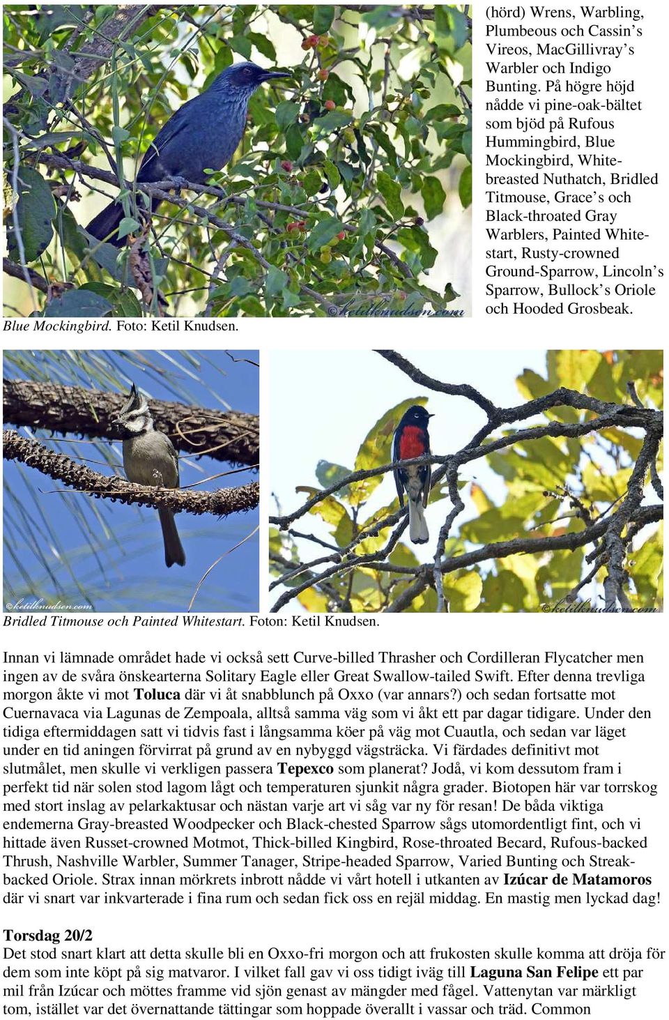 Rusty-crowned Ground-Sparrow, Lincoln s Sparrow, Bullock s Oriole och Hooded Grosbeak. Bridled Titmouse och Painted Whitestart. Foton: Ketil Knudsen.