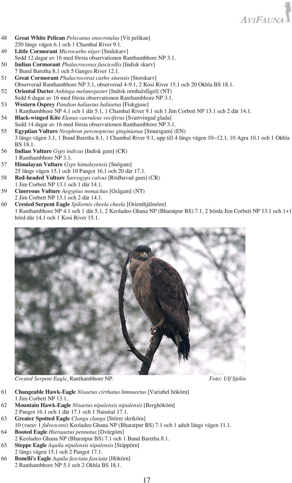 1, observerad 4-9.1, 2 Kosi River 15.1 och 20 Okhla BS 18.1. 52 Oriental Darter Anhinga melanogaster [Indisk ormhalsfågel] (NT) Sedd 6 dagar av 16 med första observationen Ranthambhore NP 3.1. 53 Western Osprey Pandion haliaetus haliaetus [Fiskgjuse] 1 Ranthambhore NP 4.