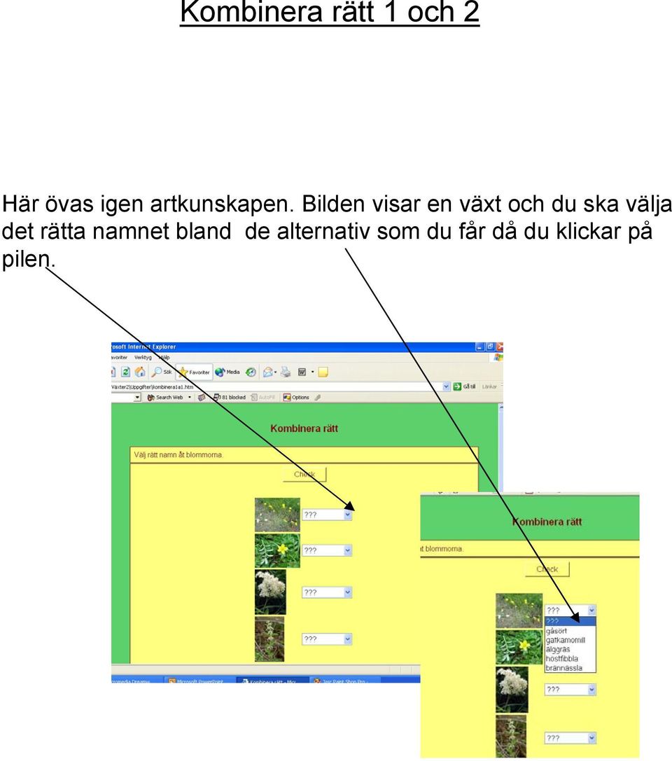 Bilden visar en växt och du ska välja