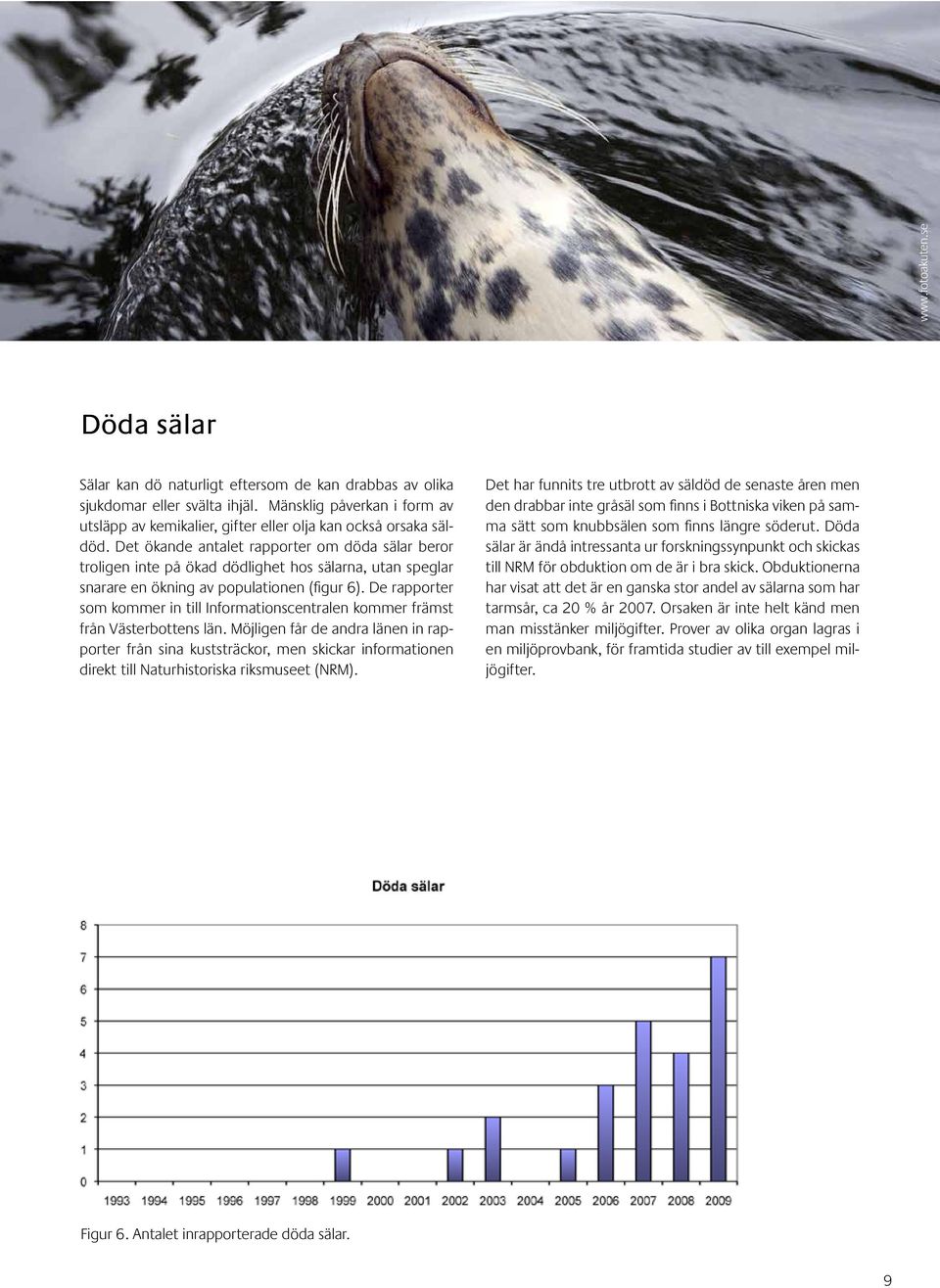Det ökande antalet rapporter om döda sälar beror troligen inte på ökad dödlighet hos sälarna, utan speglar snarare en ökning av populationen (figur 6).