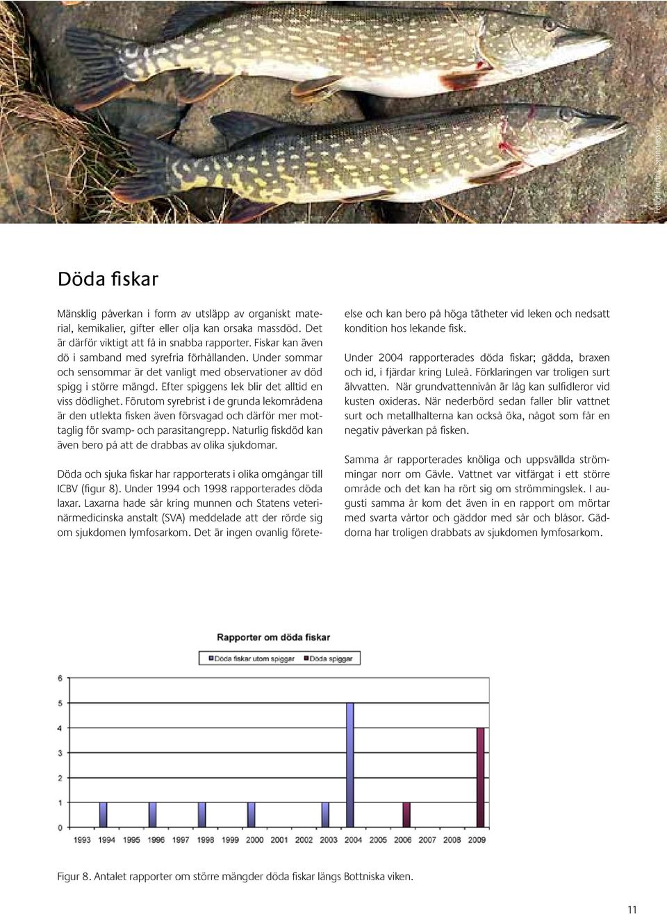 Förutom syrebrist i de grunda lekområdena är den utlekta fisken även försvagad och därför mer mottaglig för svamp- och parasitangrepp.