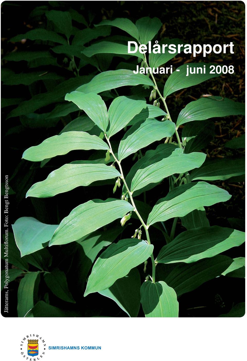 Polygonatum Multiflorum.