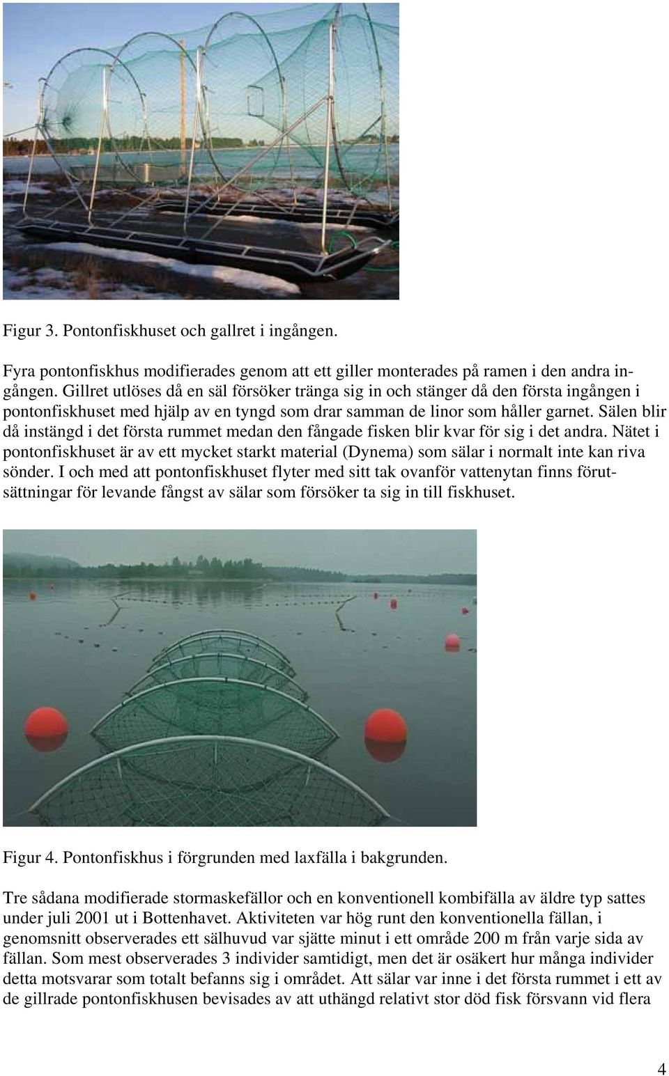 Sälen blir då instängd i det första rummet medan den fångade fisken blir kvar för sig i det andra.