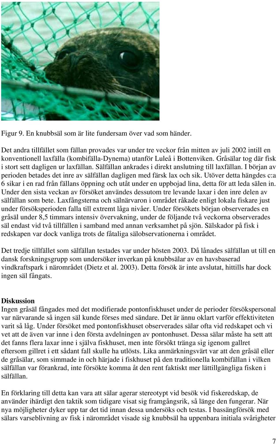 Gråsälar tog där fisk i stort sett dagligen ur laxfällan. Sälfällan ankrades i direkt anslutning till laxfällan. I början av perioden betades det inre av sälfällan dagligen med färsk lax och sik.