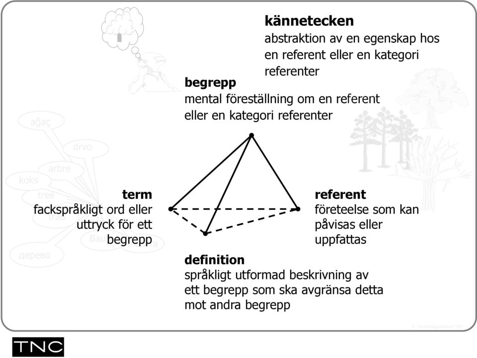 fackspråkligt ord eller träd uttryck för ett Baumbegrepp дeрево muorra referent företeelse som kan