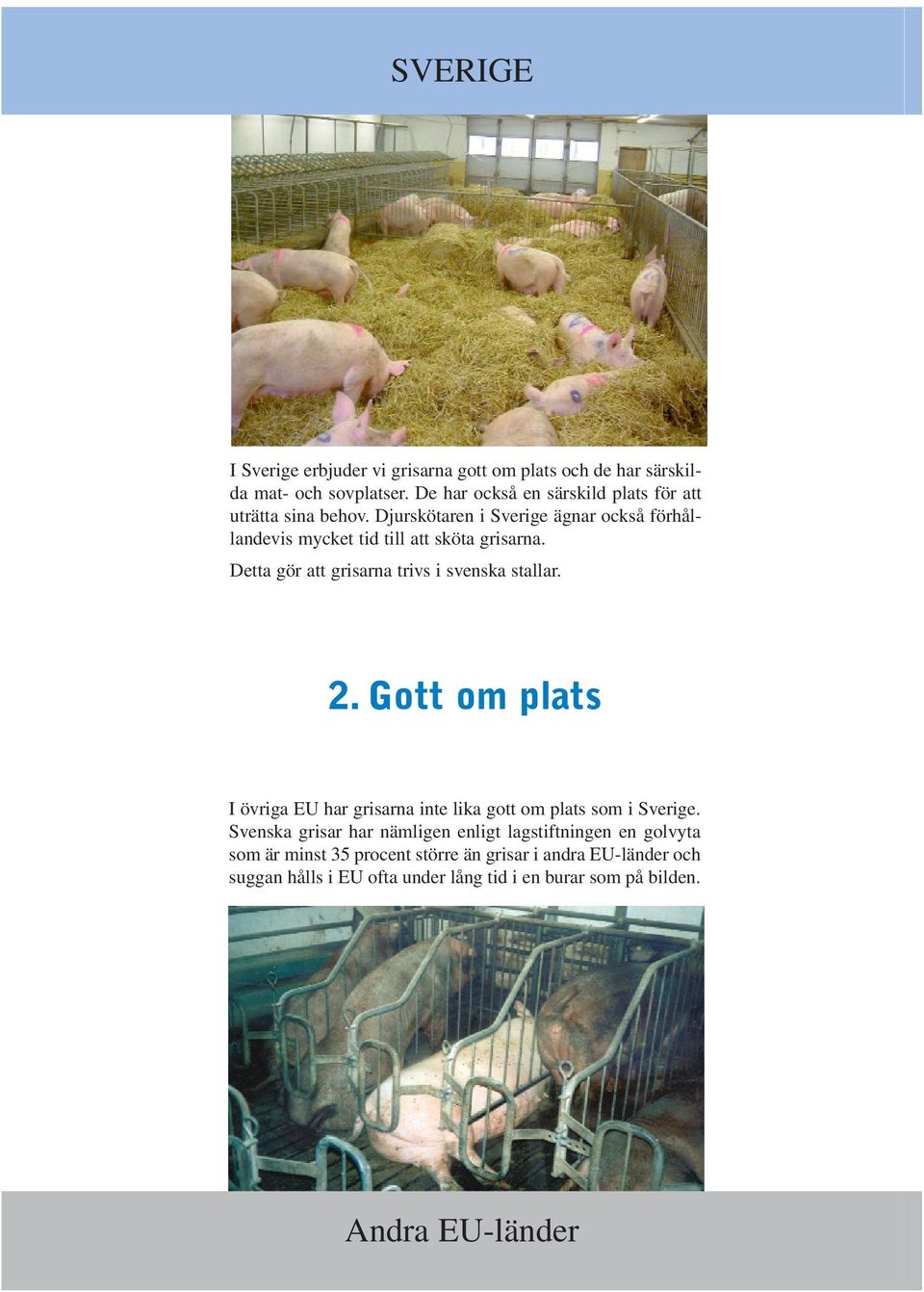 Djurskötaren i Sverige ägnar också förhållandevis mycket tid till att sköta grisarna. Detta gör att grisarna trivs i svenska stallar. 2.