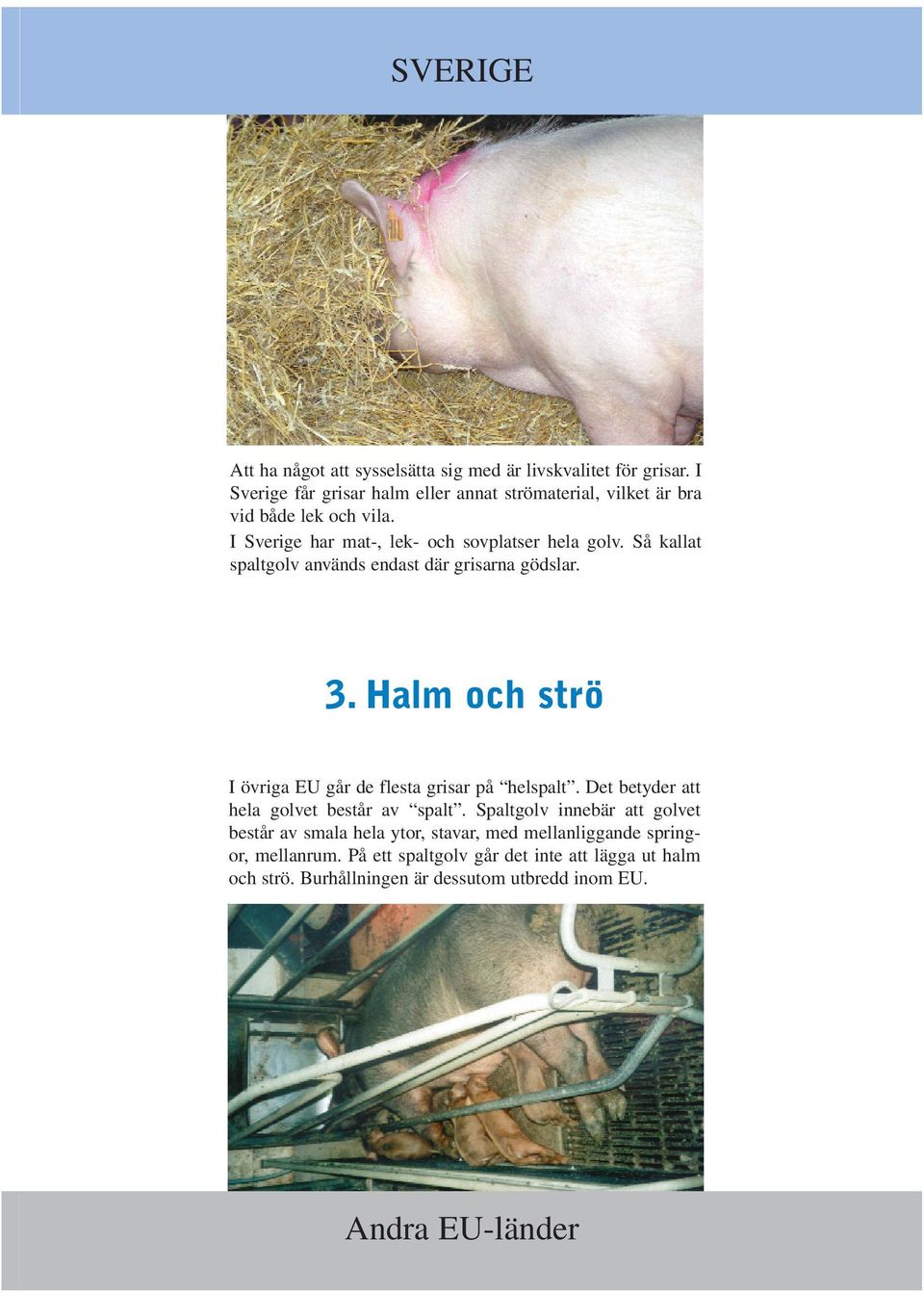 Så kallat spaltgolv används endast där grisarna gödslar. 3. Halm och strö I övriga EU går de flesta grisar på helspalt.