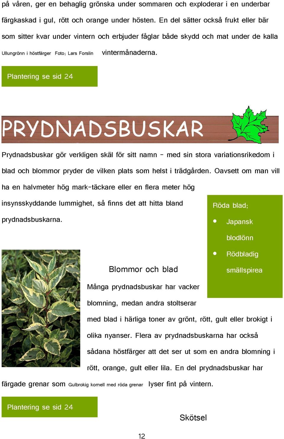 Plantering se sid 24 PRYDNADSBUSKAR Prydnadsbuskar gör verkligen skäl för sitt namn med sin stora variationsrikedom i blad och blommor pryder de vilken plats som helst i trädgården.