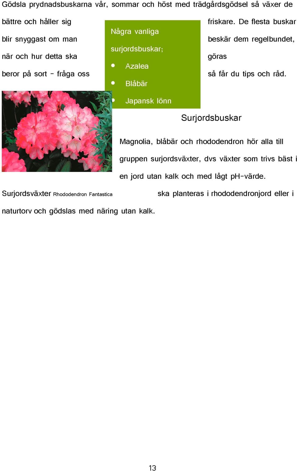 Azalea Blåbär Japansk lönn så får du tips och råd. Surjordsväxter Rhododendron Fantastica naturtorv och gödslas med näring utan kalk.