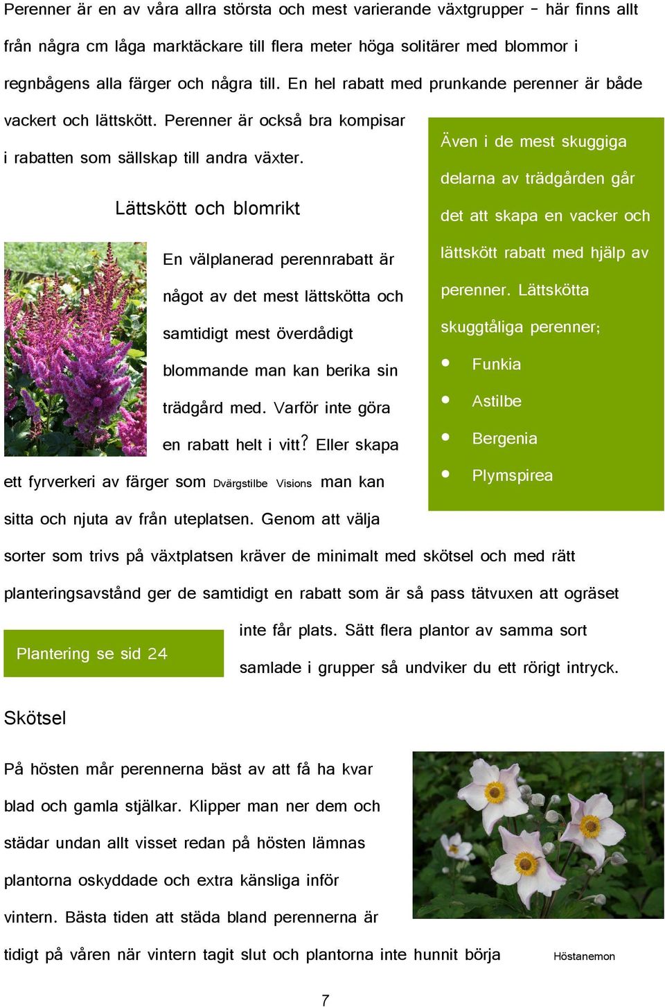 Lättskött och blomrikt En välplanerad perennrabatt är något av det mest lättskötta och samtidigt mest överdådigt blommande man kan berika sin trädgård med. Varför inte göra en rabatt helt i vitt?