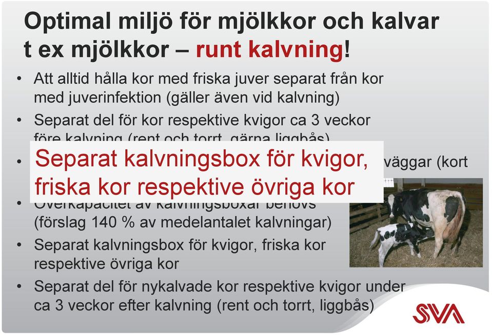 (rent och torrt, gärna liggbås) Separat kalvningsbox för kvigor, Kalvning i ren och torr ensambox med hela mellanväggar (kort tid (ca 1 dygn) i kalvningsboxen) friska