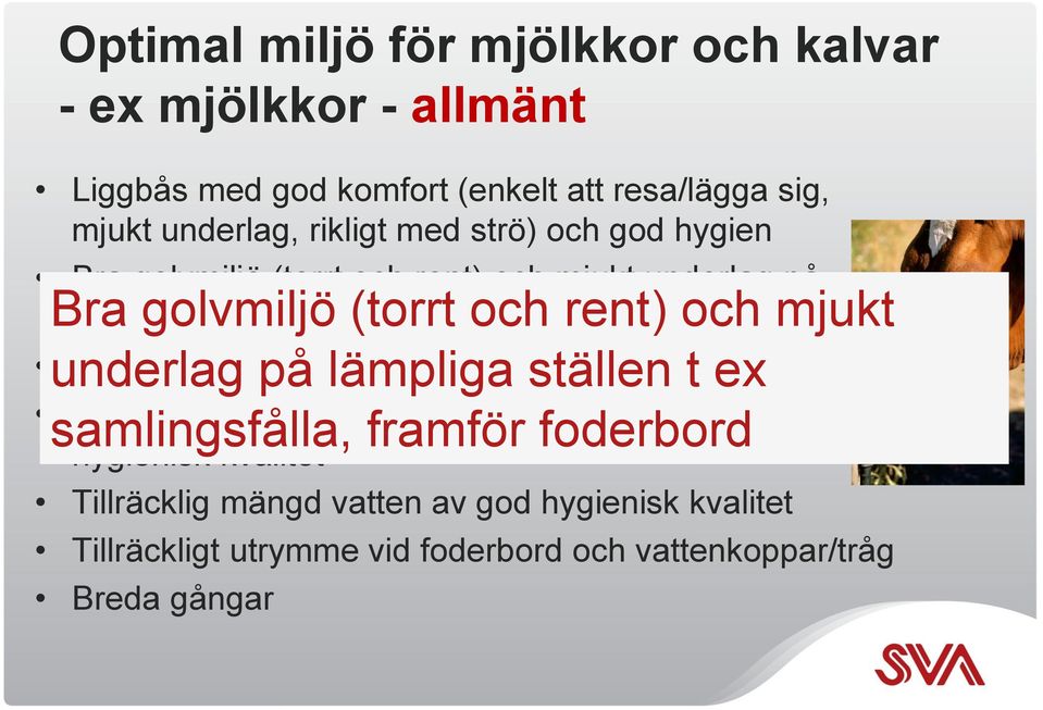 mjukt Möjlighet till klövbad och klövverkning i stallet underlag på lämpliga ställen t ex samlingsfålla, Tillräcklig mängd foder framför av god