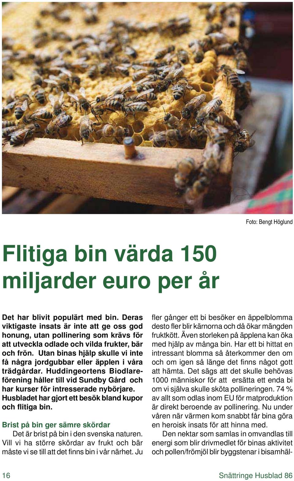 Utan binas hjälp skulle vi inte få några jordgubbar eller äpplen i våra trädgårdar. Huddingeortens Biodlareförening håller till vid Sundby Gård och har kurser för intresserade nybörjare.