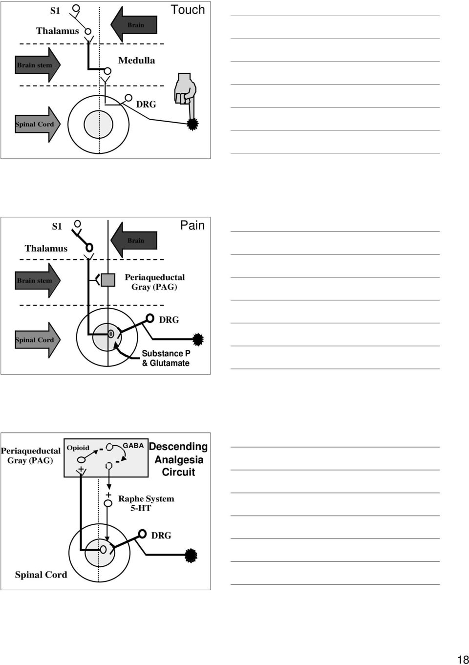 DRG Substance P & Glutamate R Periaqueductal Gray (PAG) Opioid + - -