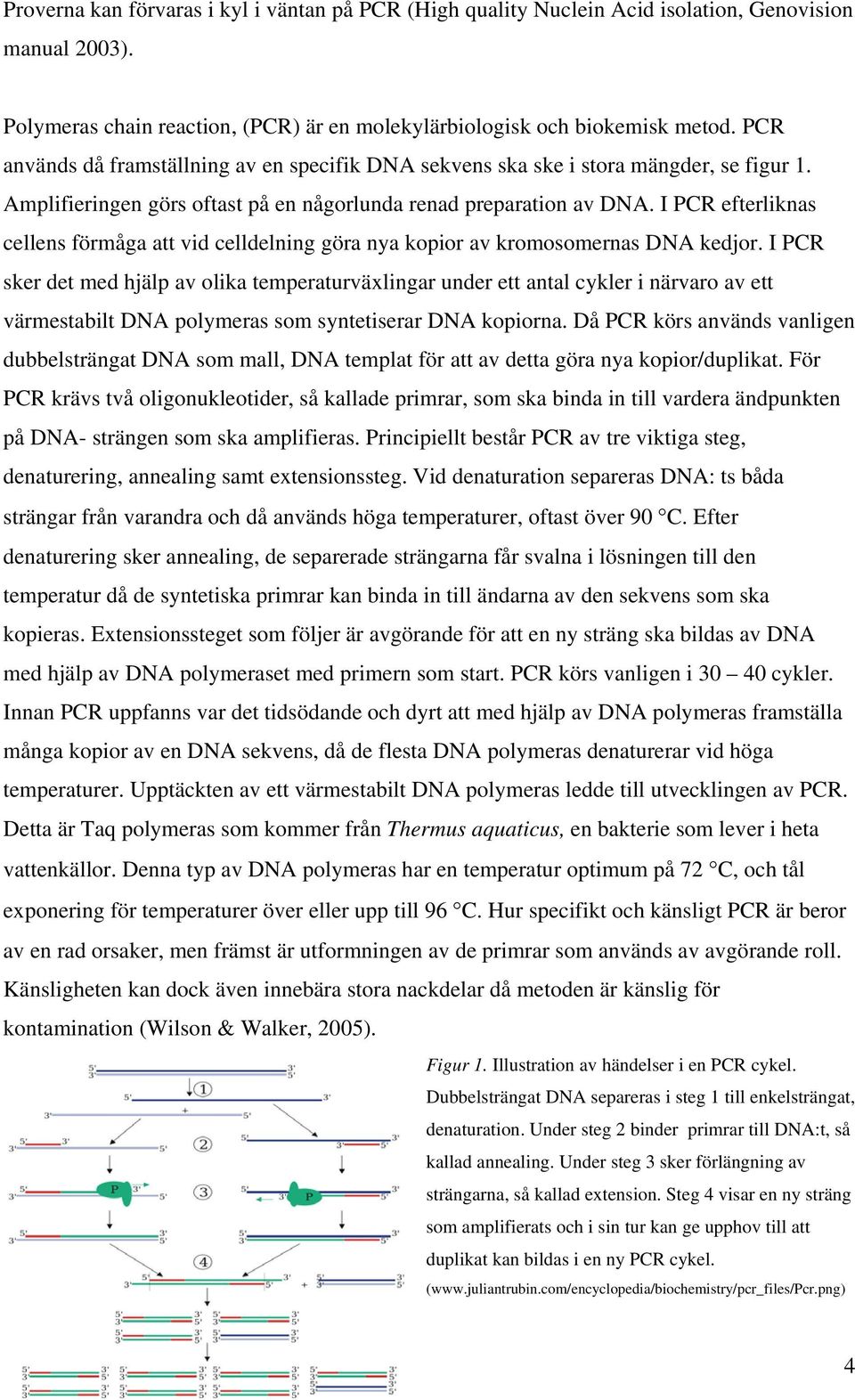 I PCR efterliknas cellens förmåga att vid celldelning göra nya kopior av kromosomernas DNA kedjor.